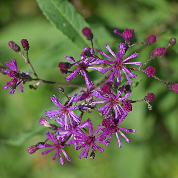 100 Wild Cumin  Ironweed | Medicinal | Herb Seeds Purple Flower {Vernonia fascicula}  FREE SHIPPING!