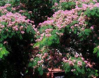 Silk Tree {Albizia julibrissin} Exotic Ornamental | Bonsai | 30 Pre-Stratified seeds | Free U.S. Shipping!
