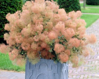 Pink Young Lady Smoke Bush {Cotinus coggygria} RHS winner | Ethereal Pink Blooms | Container Patio | 20 Pre Stratified seeds Free Shipping