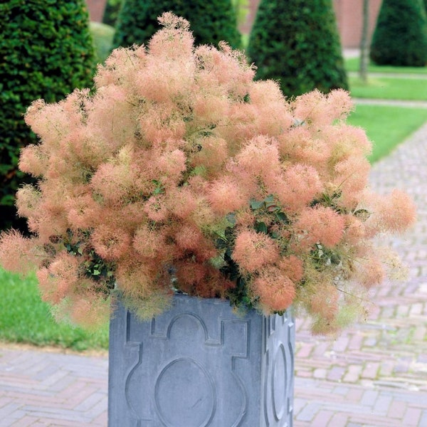 Pink Young Lady Smoke Bush {Cotinus coggygria} RHS winner | Ethereal Pink Blooms | Container Patio | 20 Pre Stratified seeds Free Shipping