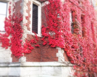 Virginia Creeper Vine {Parthenocissus quinquefolia} Stunning Reds | Easily Trained | Fast Growing | 25 seeds | Free Shipping!