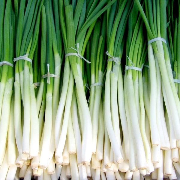 Evergreen White bunching onion {Allium cepa} Heirloom NON-GMO 200+seeds Free Shipping!