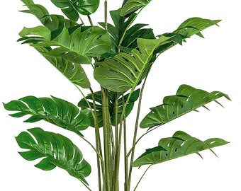 Split Leaf Philodendron {Philodendron selloum} Tropical Houseplant | Adaptive | Glossy Foliage | Easy Grow | 10 seeds Free Shipping!