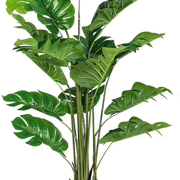 Split Leaf Philodendron {Philodendron selloum} Tropical Houseplant | Adaptive | Glossy Foliage | Easy Grow | 10 seeds Free Shipping!