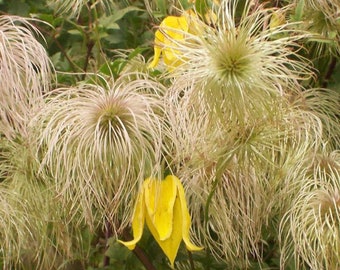 Golden Bell Clematis Vine {Clematis tangutica} Flowering | Easily Trained | Showy Golden Blooms | Pre-Stratified 20 seeds Free Shipping!