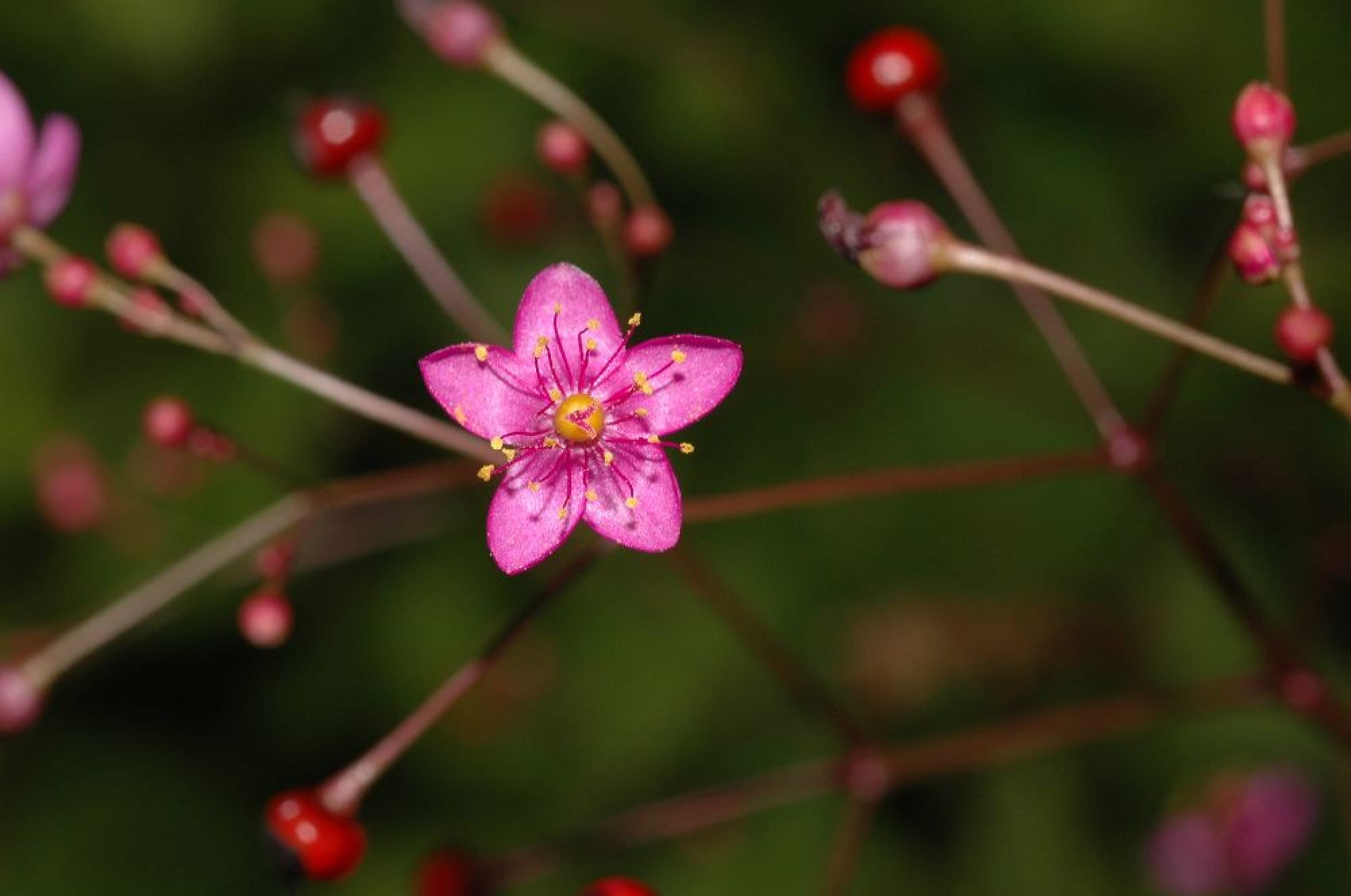 Jewels of Opar {Talinum p.} Edible | Showy Succulent | Zero Waste Plant | Medicinal | Sacred Plant | 100+ seeds Free Shipping!