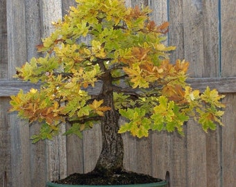Blue Oak {Quercus macrocarpa} Bonsai Beauty | Deciduous Beauty | Fast growing | Shade Tree | Floated | 2023 Harvest | 5 seeds Free Shipping
