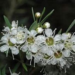 White Kanuka Tea Tree {Kunzea ericoides} Highly Fragrant | Tea Alternative | Showy Blooms | Sacred Tree | 100+ seeds Free Shipping!