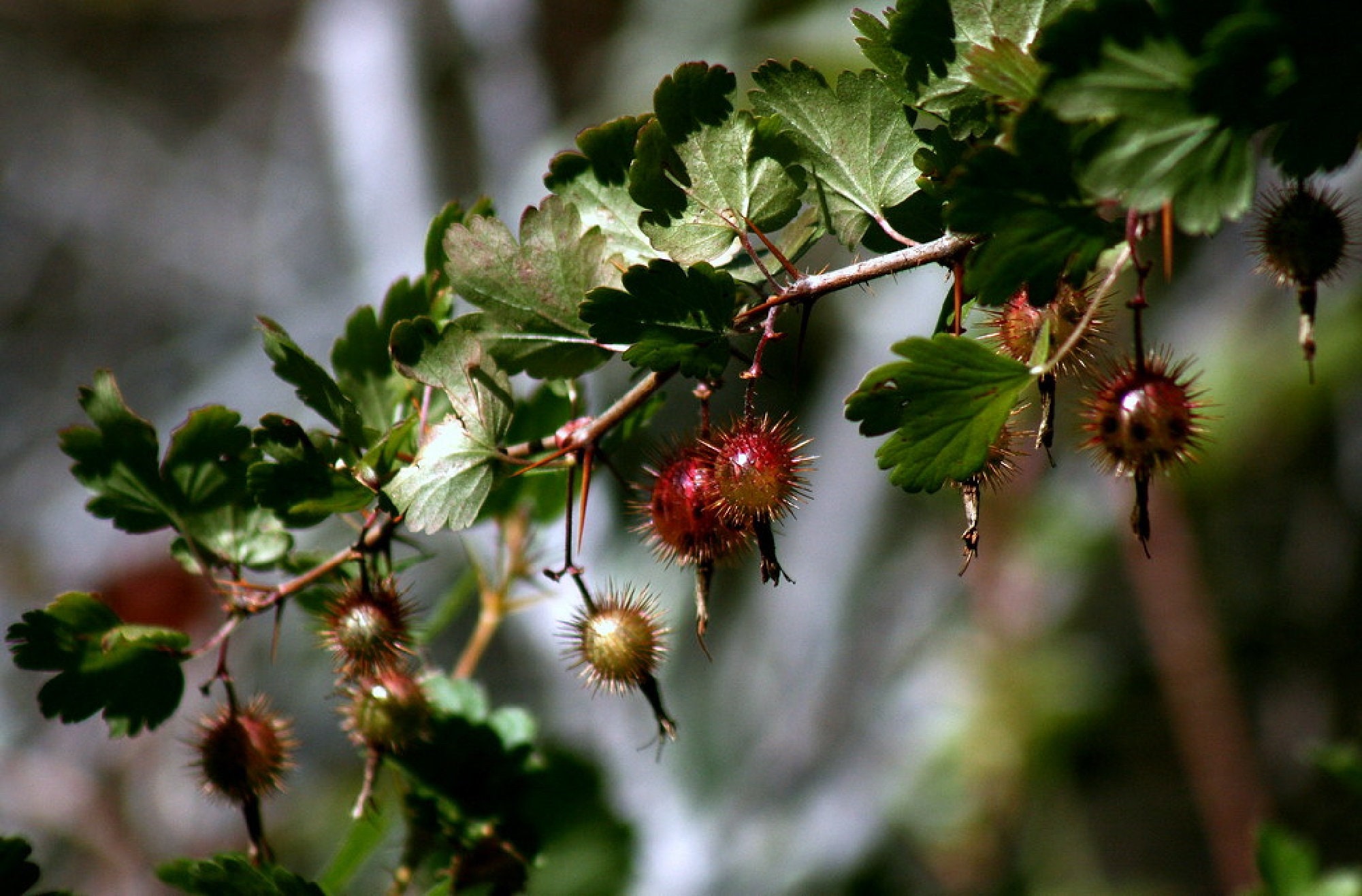Organic Sierra Goosebery {ribes Roezlii} Edible Flowering Shrub ...