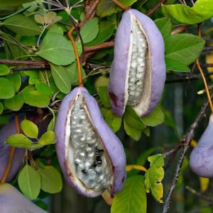 Chocolate Vine {Akebia quinata} 'Purple Bouquet' Organic Fruiting Climber | Edible | Exotic Blooms | Fast Growing | 5 seeds Free Shipping!