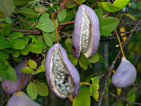 Chocolate Vine {akebia Quinata} 'purple Bouquet' Organic Fruiting Climber |  Edible | Exotic Blooms | Fast Growing | 5 Seeds Free Shipping! - Etsy