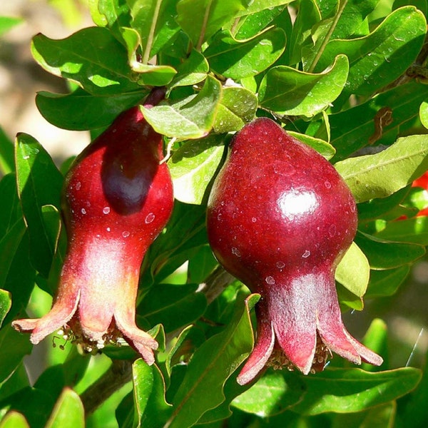 Dwarf Pomegranate Organic {Punica granatum nana} Edible | Flowering | Bonsai Favorite | Tropical Beauty | 20 seeds Free Shipping!