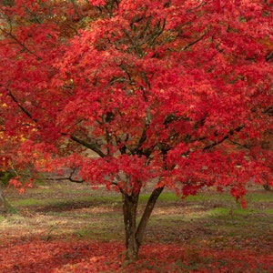 Red Paperbark Maple {Acer griseum} d.w.. | Vibrant | Fast Growing Ornamental | Bonsai | 2025 harvest | Fall Planting 5 seeds Free Shipping!