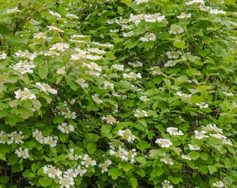 Linden berry "Cardinal Candy " Landscapers' Select! Deciduous shrub {Viburnum dilatium} Showy 10 seeds Free Shipping US seller