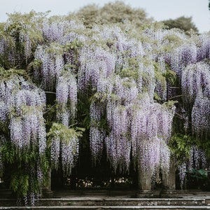 White Wisteria {Wisteria sinensis} 5 seeds Showy Perennial Climbing vine shrub | Hedgerow | Bonsai Free US shipping!