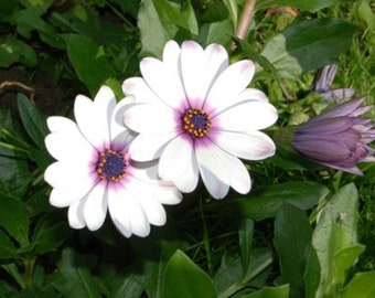 50+ African Daisy Osteospermum Tropical Perennial Flower Seeds - White & Purple