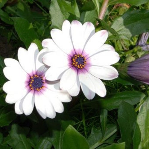 50+ African Daisy Osteospermum Tropical Perennial Flower Seeds - White & Purple