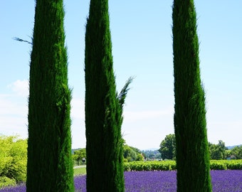 Italian Cypress {Cupressus sempervirens srtricta} Landscapers Select! Fast Growing Hedge and Fence alternative 200 tree seeds Free Shipping!