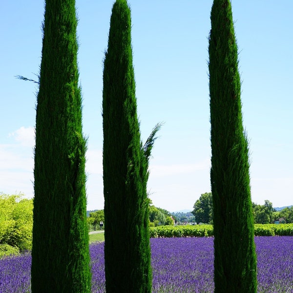 Italian Cypress {Cupressus sempervirens srtricta} Landscapers Select! Fast Growing Hedge and Fence alternative 200 tree seeds Free Shipping!