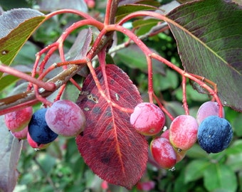 Organic Black Haw berry Fruiting Shrub {Viburnum prunifolium} Zero Waste Plant | Edible | Tea Alt. | 20 seeds Free U.S. Shipping!