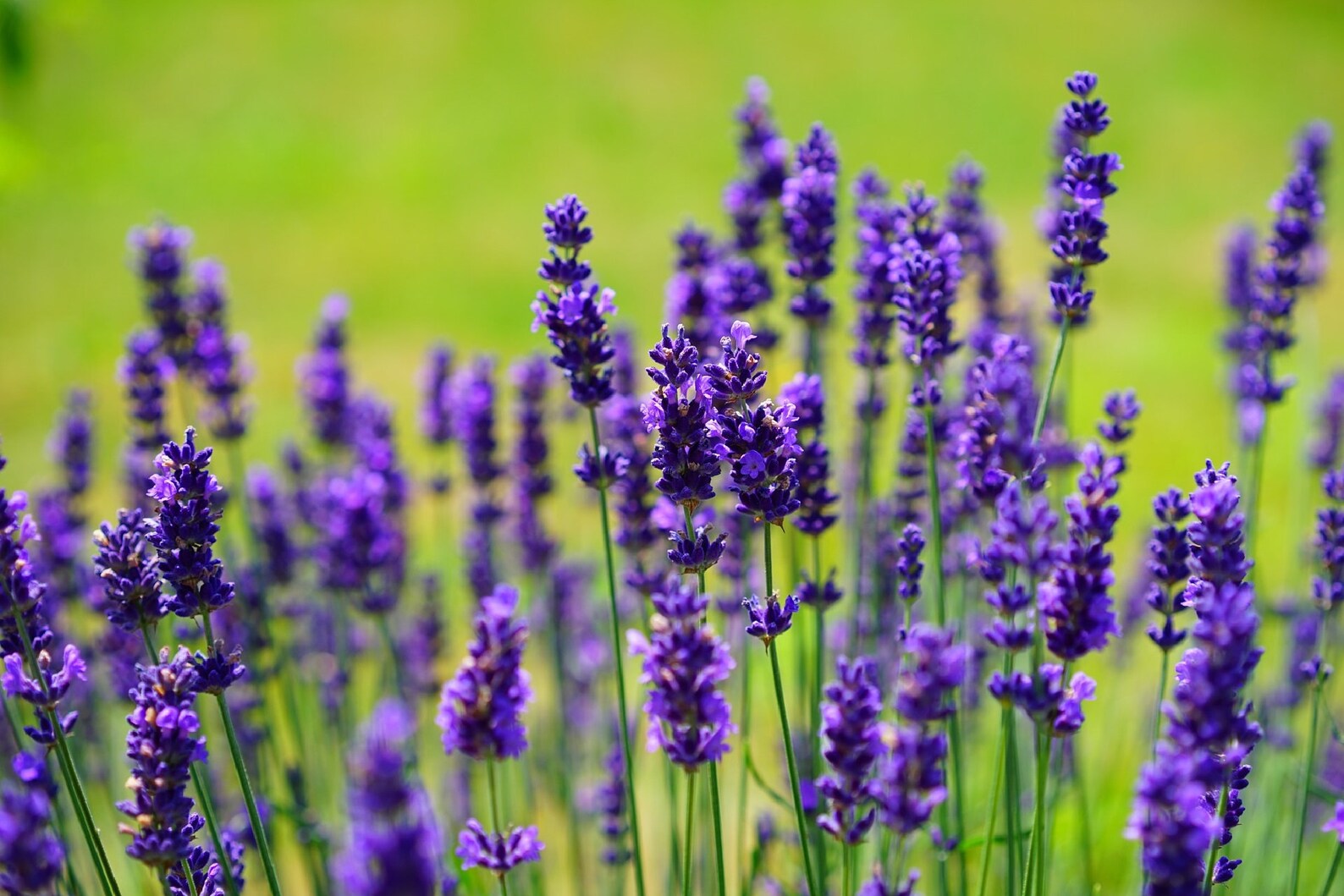 20 Culinary Lavender Spanish Eyes Lavender Seeds Lavandula Etsy UK