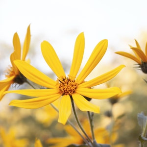 Florist Choice! Engelmann&#39;s Daisy {Engelmannia peristenia} drought and heat tolerant perennial 25+ seeds FREE SHIPPING!
