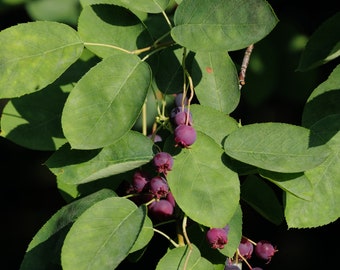 Organic Juneberry Fruiting Shrub 20 year producer! {Amelanchier lamarckii} Edible| Medicinal 20 seeds Free US Shipping!|