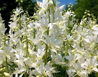 White Gas Plant {Dictamnus albus albiflorus} Showy Perennial | Fragrant Cutting | Deer Resistant | 2023 Harvest | 5 seeds Free Shipping!