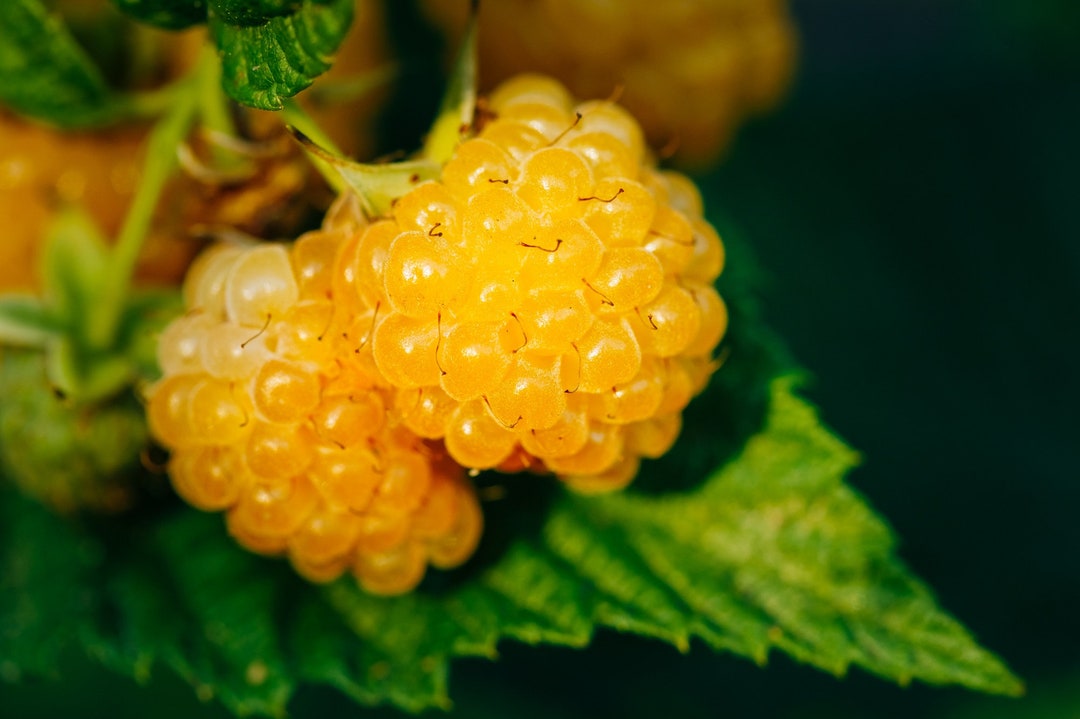 Salmonberry Fruit Bearing Shrub 25 Seeds RUBUS Spectabilis Medicinal