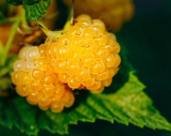 Salmonberry - Fruit bearing shrub - 25+ seeds {RUBUS spectabilis} Medicinal | Free Shipping!
