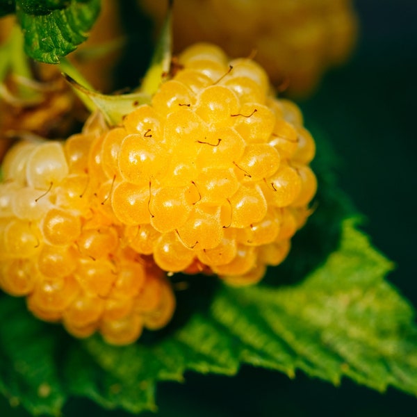 Salmonberry - Arbusto frutal - 50+ semillas {RUBUS spectabilis} Medicinal / Envío gratis!