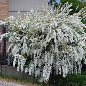 Bridalveil {Genista monosperma} Showy Ornamental Shrub | Cutting Favorite | White Blooming 10 viable seeds Free Shipping!