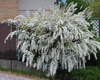 Bridalveil {Genista monosperma} Showy Ornamental Shrub | Cutting Favorite | White Blooming 10 viable seeds Free Shipping!