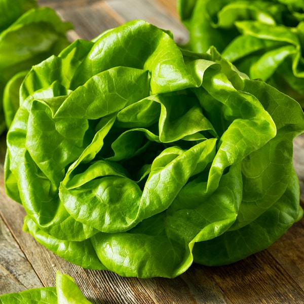 1100+ Buttercrunch Lettuce Seeds - Non-GMO Heirloom Vegetable Variety | Butterhead Lettuce for Microgreens or Planting | Lactuca Sativa