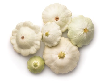 50 Early White Bush "Patty Pan" Scallop Squash Seeds | Pattypan Vegetable Seeds