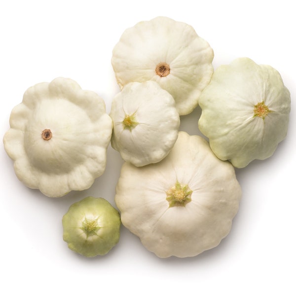 50 Early White Bush "Patty Pan" Scallop Squash Seeds | Pattypan Vegetable Seeds