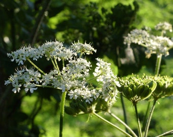 Anise Herb 150+ Seeds (Pimpinella Anisum) | A Flowering Medicinal Herb & Culinary Spice