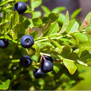 Bilberry Dwarf Shrub Vaccinium myrtillus Edible Medicinal Cold Hardy 30seeds Free Shipping US Seller image 2