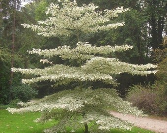 Giant Dogwood {Conrnus controversa} Ornamental | Showy White Blooms Segmented Growth | Largest Dogwood | Bonsai | 15 seeds Free Shipping!