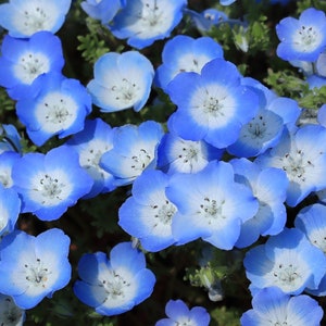 250 Baby Blue Eyes Seeds (Nemophila Menziesii) | Low Growing Ground Cover Flowers, Blue & White