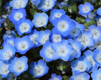 250 Baby Blue Eyes Seeds (Nemophila Menziesii) | Low Growing Ground Cover Flowers, Blue & White