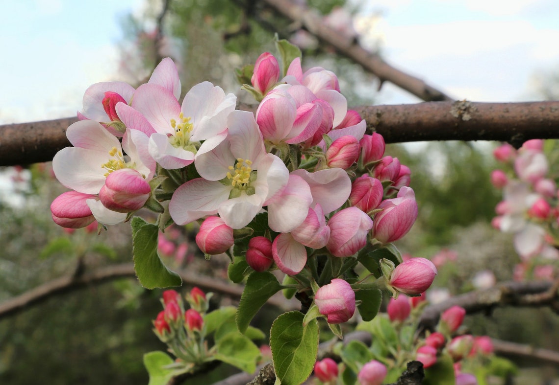 15 Crabapple Tree Seeds malus Pumila Var Crab Apple Etsy