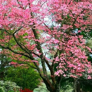 May include: A pink dogwood tree in full bloom with green grass and other trees in the background.