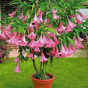 Pink Trumpet Tree {Tabebula rosea} Showy Ornamental | Fragrant | Bonsai | Pre-Stratified | 15 seeds Free Shipping!