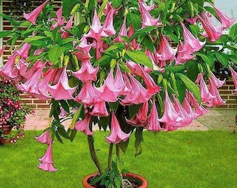 Pink Trumpet Tree {Tabebula rosea} Showy Ornamental | Fragrant | Bonsai | Pre-Stratified | 15 seeds Free Shipping!