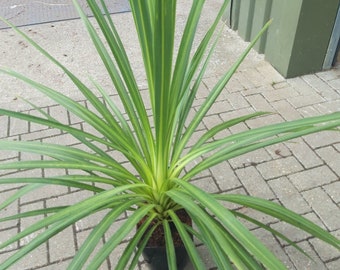 Blue Dracaena {Cordyline indivisa (australis)-hort} Tropical Beauty | Indoor Outdoor | Easy Growing Palm | 10 seeds Free Shipping!