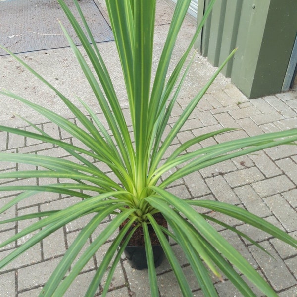 Blue Dracaena {Cordyline indivisa (australis)-hort} Tropical Beauty | Indoor Outdoor | Easy Growing Palm | 10 seeds Free Shipping!