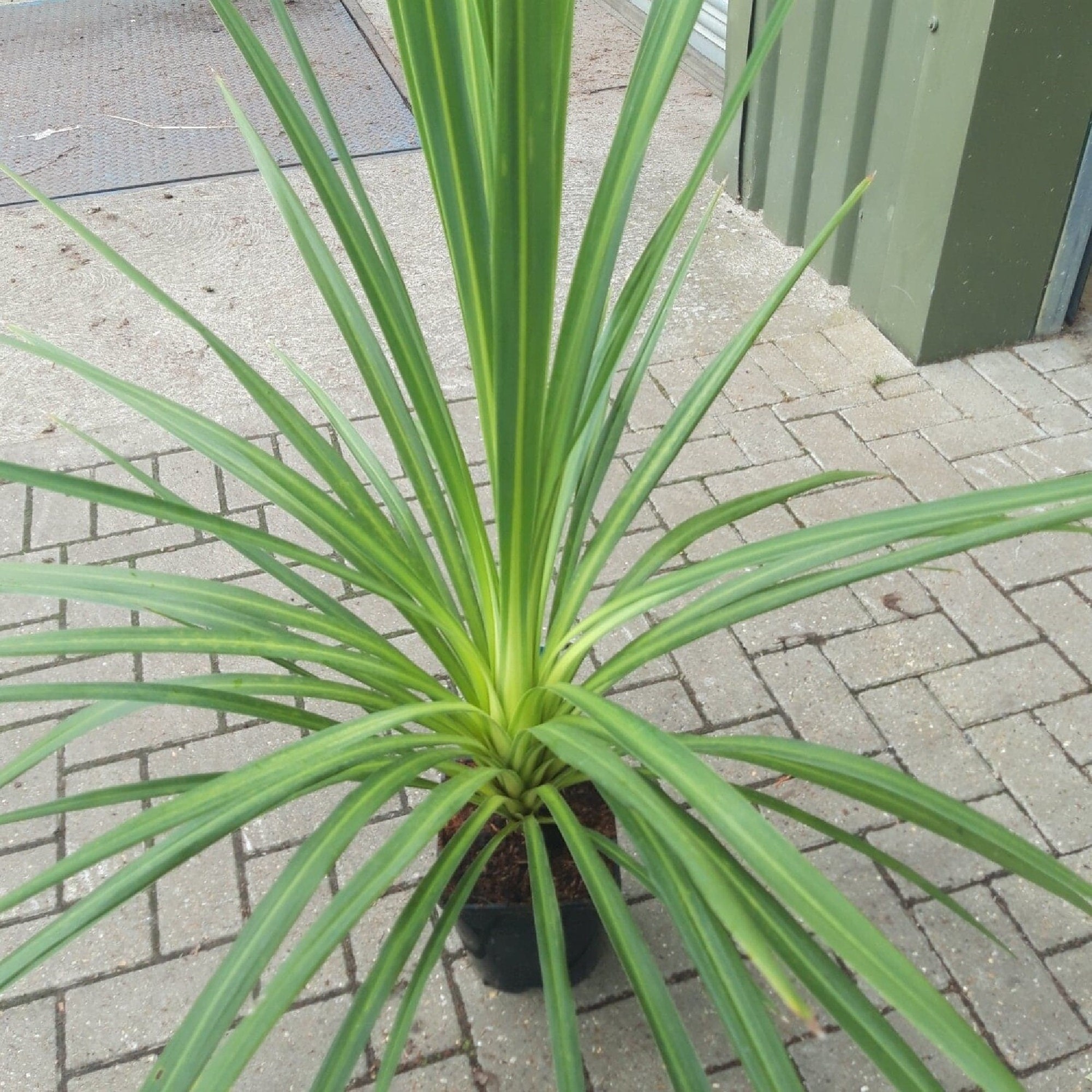 Blue Dracaena {cordyline Indivisa (australis)-hort} Tropical Houseplant |  Indoor Outdoor | Easy Growing Palm | 10 Seeds Free Shipping! - Etsy Israel