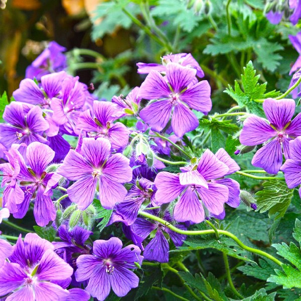 Wild Oregon Geranium {Geranium oreganum} Vibrant Purples | Fragrant Native Herb | 10 Cold Stratified seeds Free Shipping!