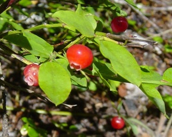 Red Huckleberry Organic {Vaccinium parvifolium} Pre-Stratified 50+ seeds Free Shipping!